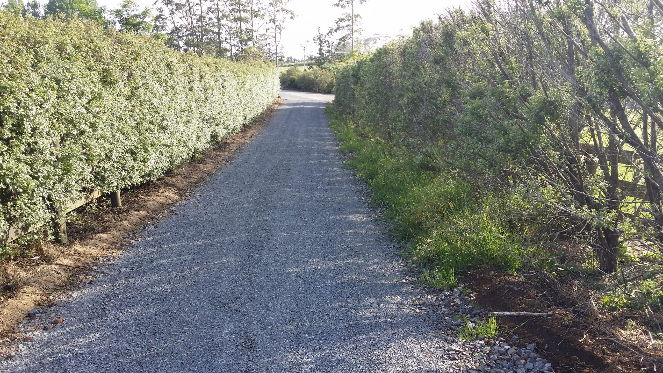 A long, neatly trimmed hedge along a Kerikeri driveway